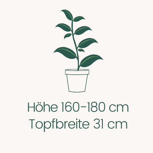 Topfbreite 31 cm Höhe 160-180 cm