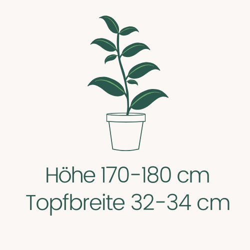 Topfbreite 32-34 cm Höhe 170-180 cm