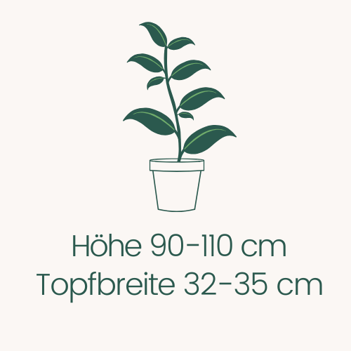 Topfbreite 32-35 cm Höhe 90-110 cm