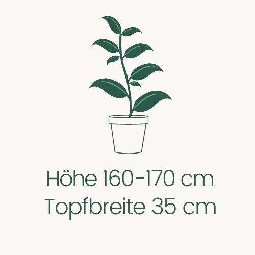 Topfbreite 35 cm Höhe 160-170 cm