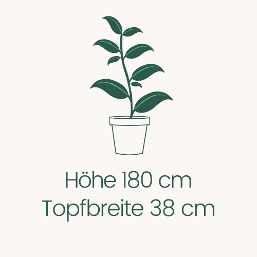 Topfbreite 38 cm Höhe 180 cm